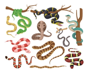 Snakes Alive!